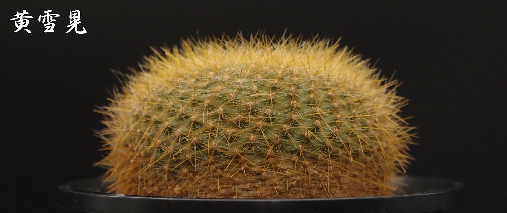 ナタデここな　ブルー実生➕BB錦 万緑 BAN RYOKU