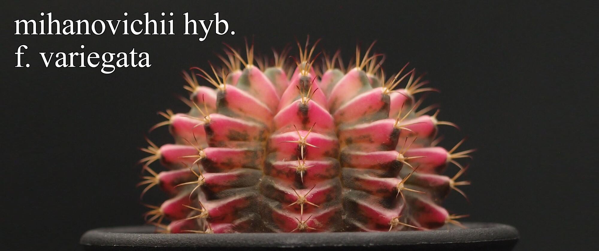 健康な多肉植物 緑と赤の色合い*3 楽天市場】新玉つづり セダム Mサイズ5.5cmポット sedum