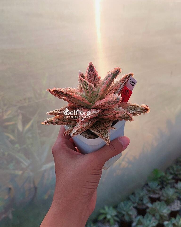 極上　belfiore succulent赤タグ　アロエハイブリッド子株　速達 Belfiore Succulents PH ｜アロエハイブリッド ｜フィリピン