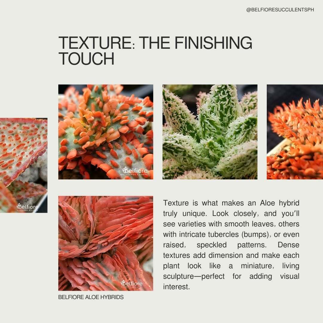 Belfiore Succulents PH ｜アロエハイブリッド ｜フィリピン