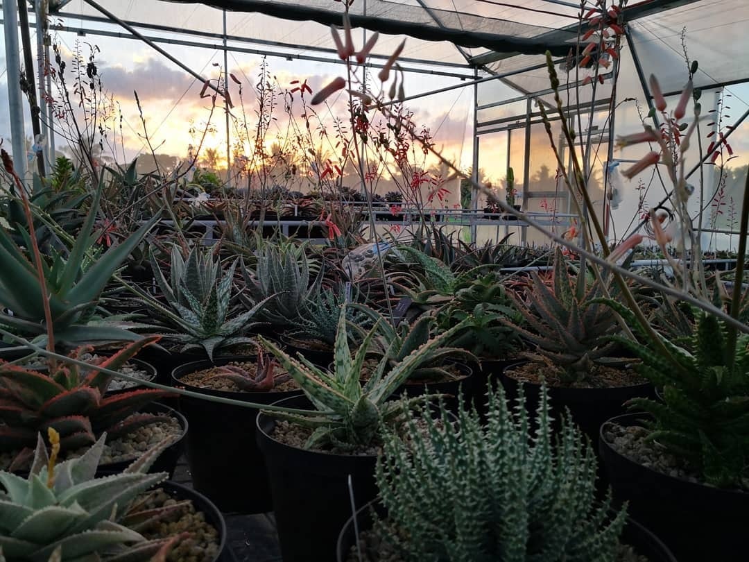 Belfiore Succulents PH ｜アロエハイブリッド ｜フィリピン