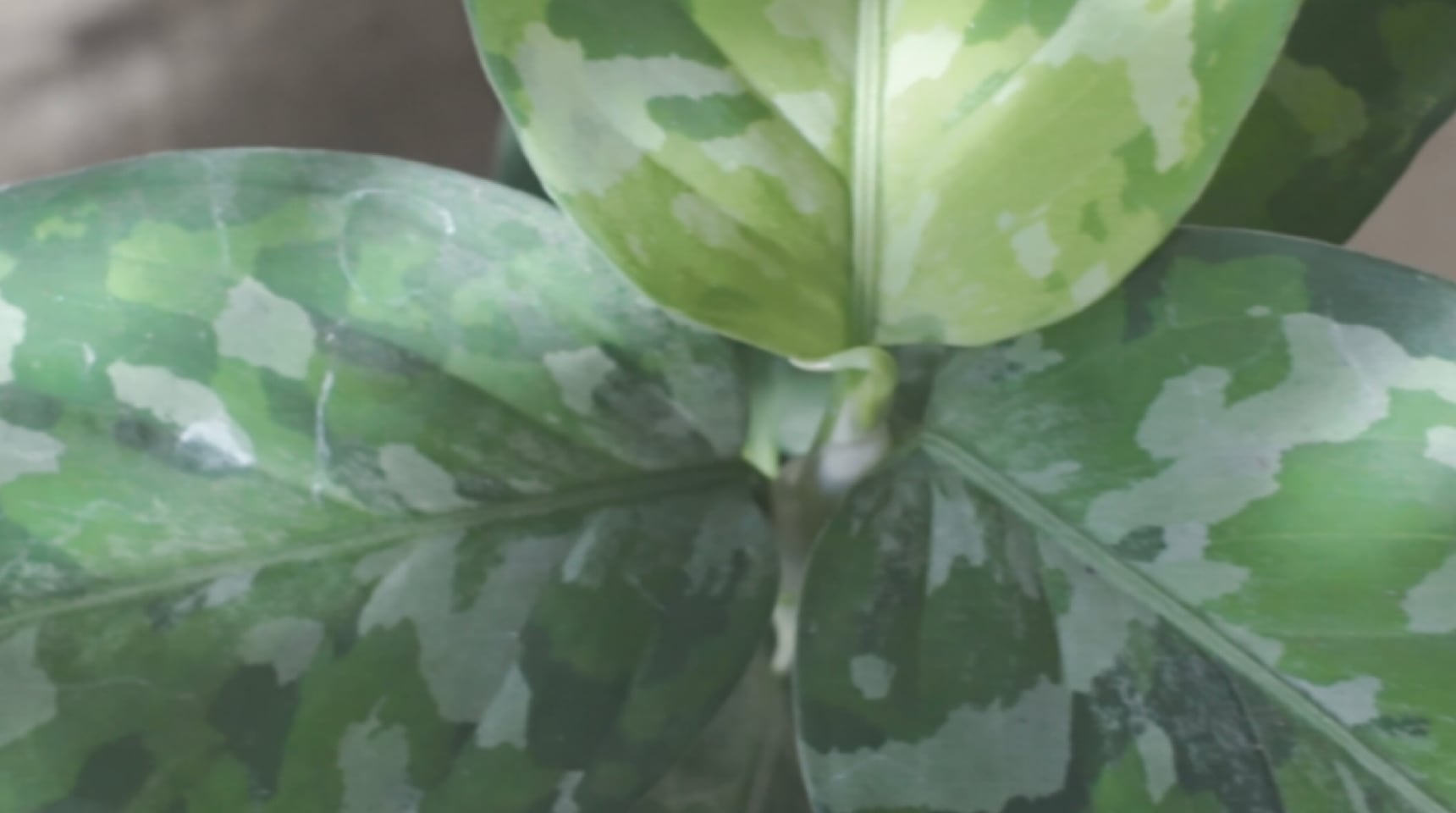 販売・返品について