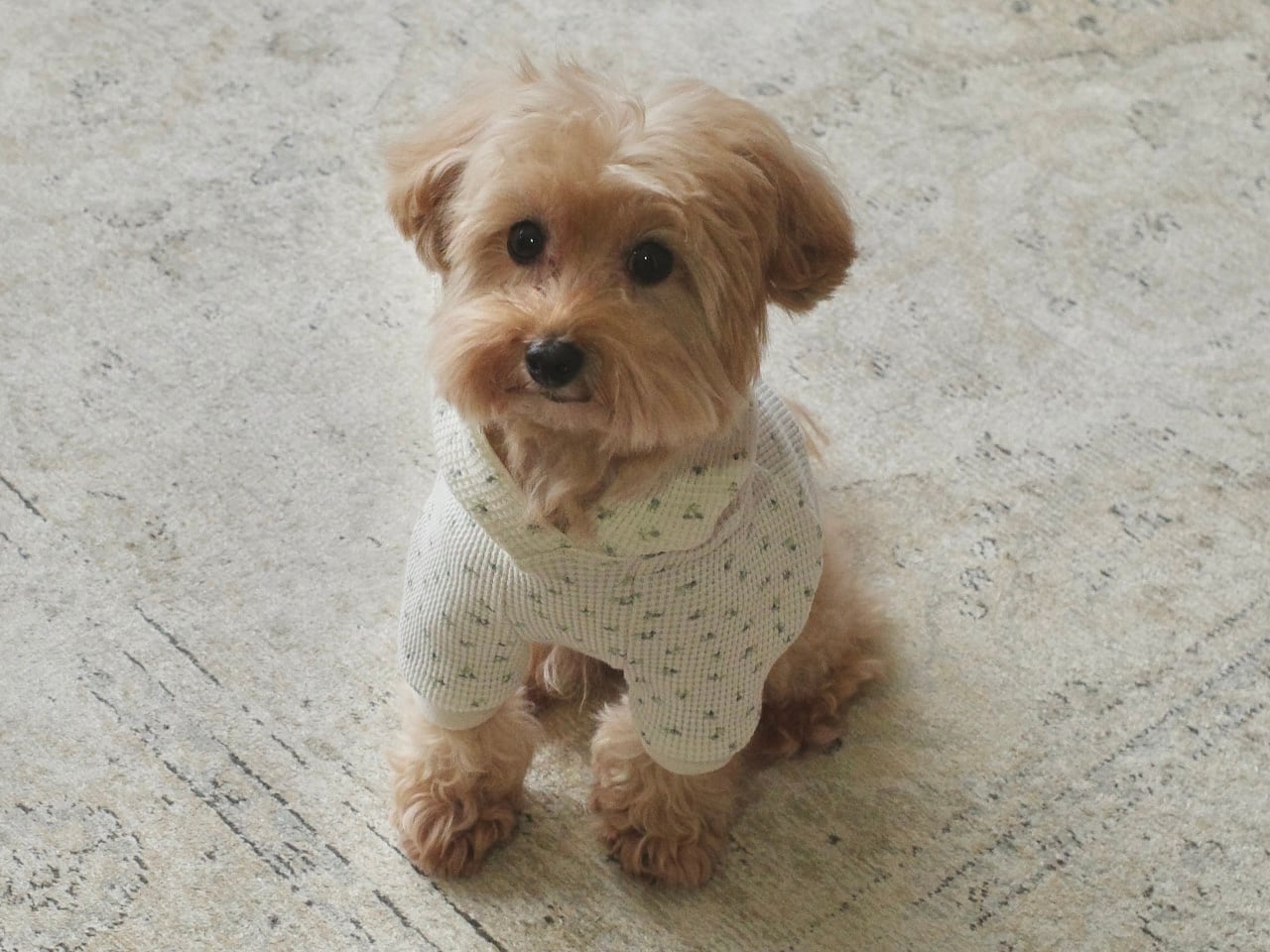 【Blooming Waffle hoodie 】