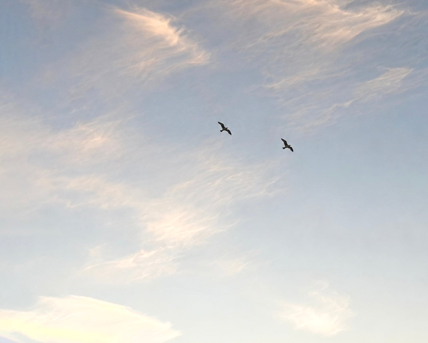 birds
