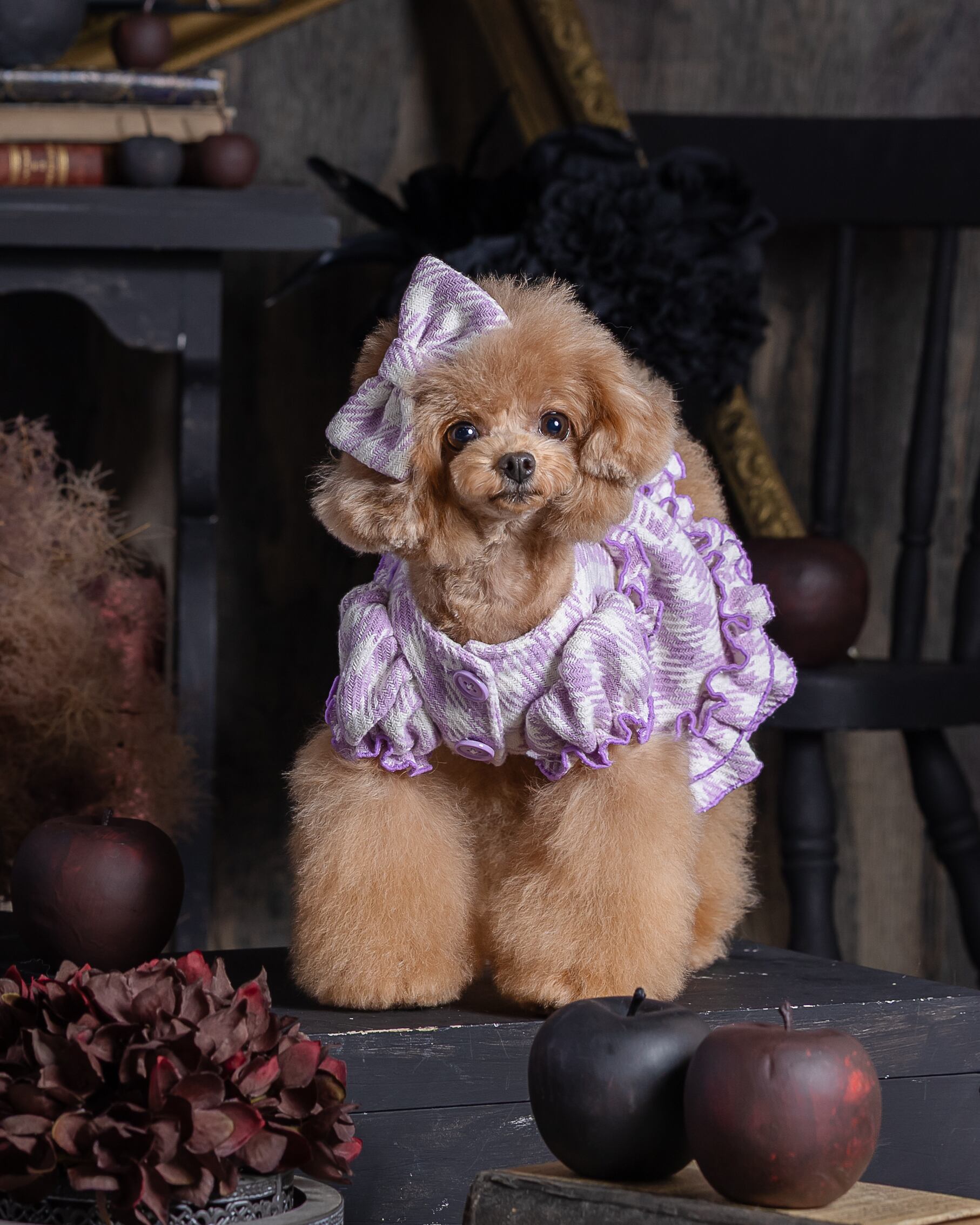 犬服 ateliergg アトリエgg タートルニットワンピース 巴里の恋人