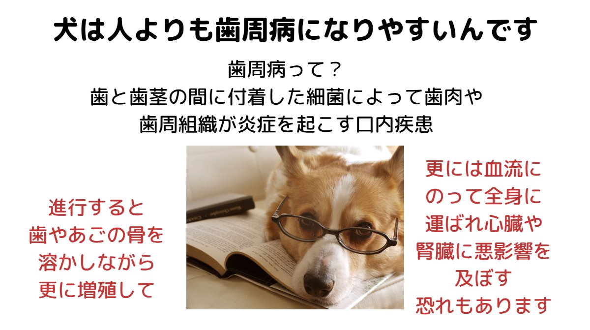 犬のケア用品   ★  キュレット紹介画像2