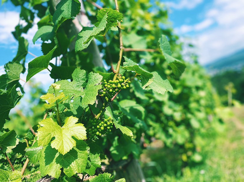 ALL ITEM | Vina de oro bodega