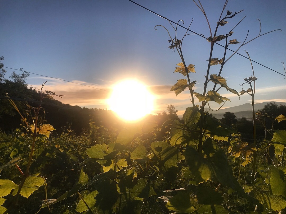 Vina de oro bodega Vina de oro bodega