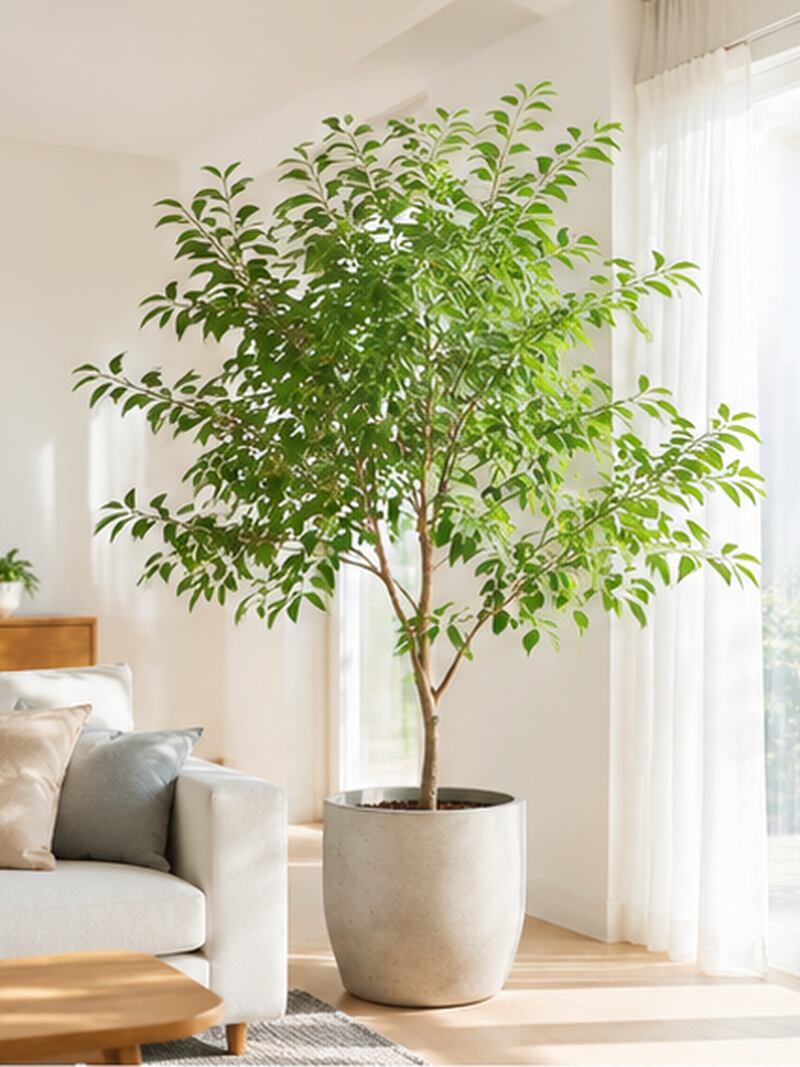 LARGE PLANTS