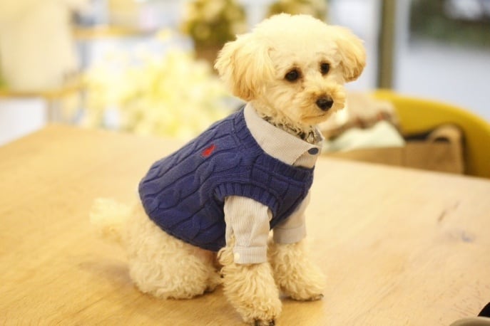 BESPOKEDOGWEAR　リサルト恵比寿