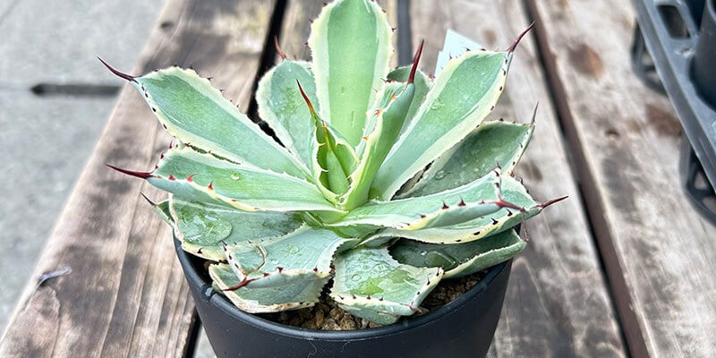 観葉植物