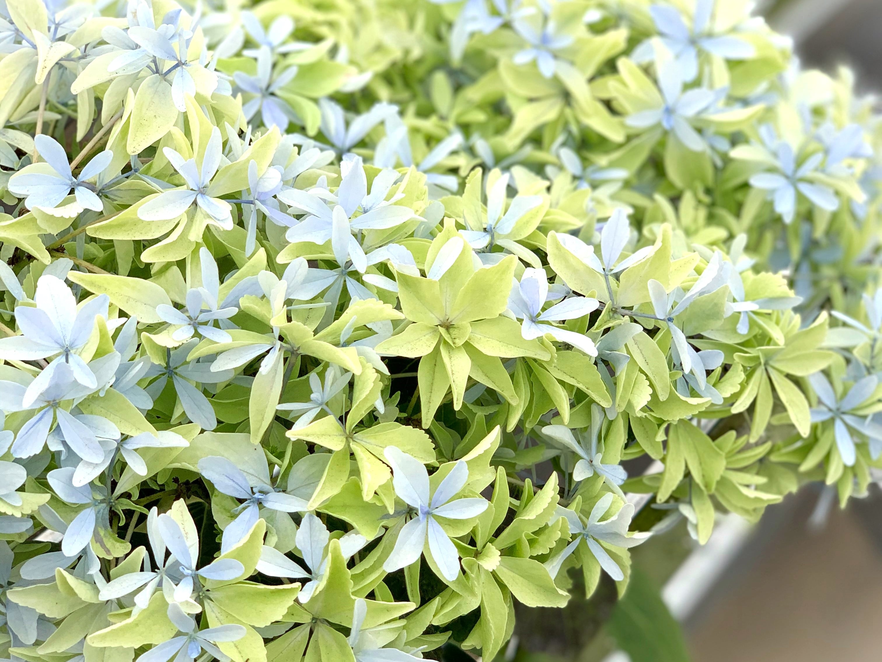 アジサイ hydrangea | breed83