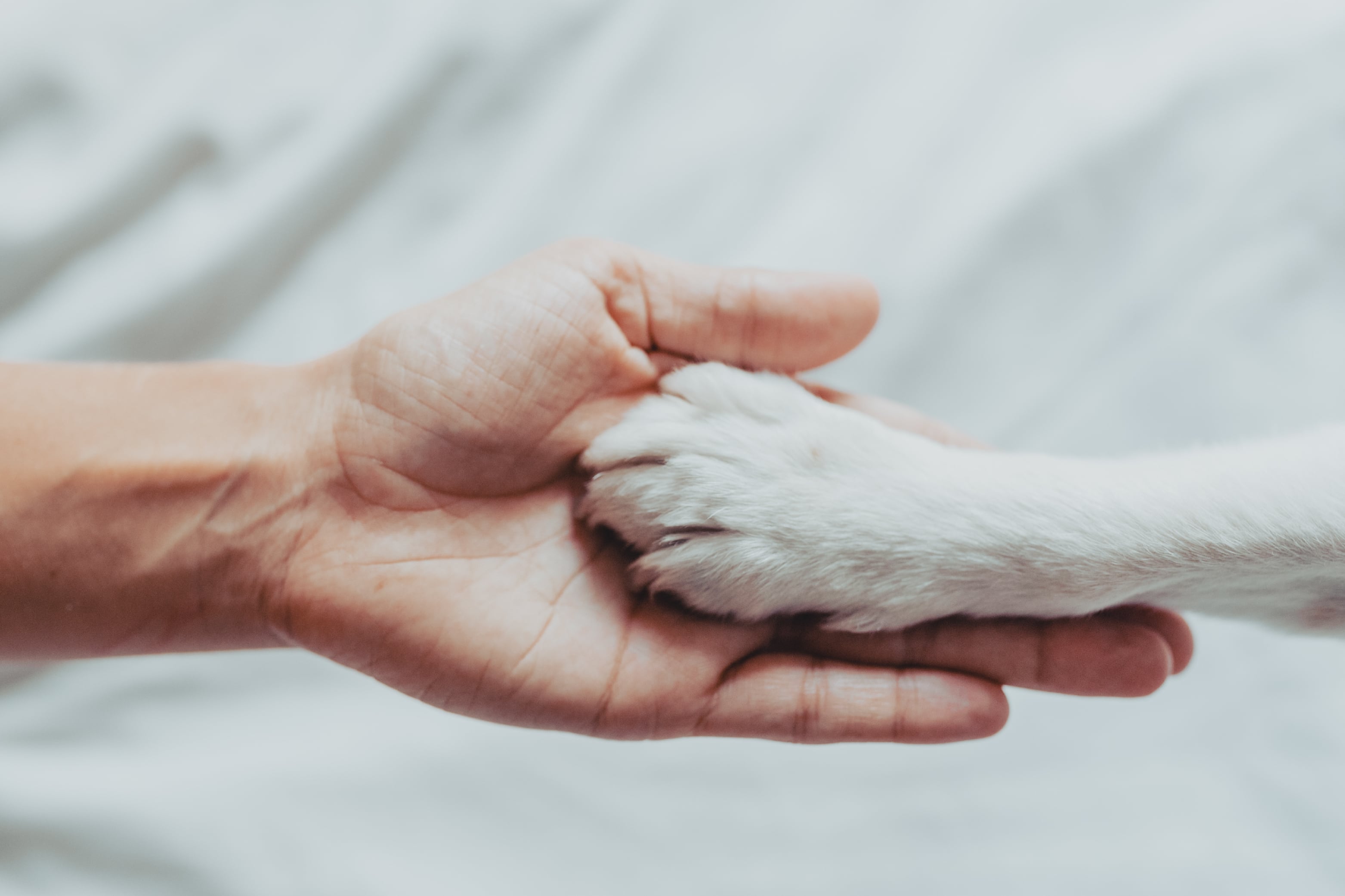 ③全ての犬猫の幸せにつながる<br>LOVE RELATION