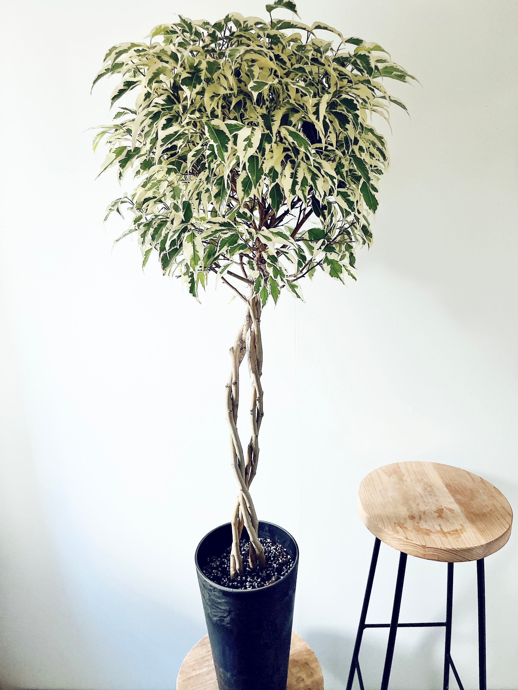 エバーフレッシュ 大型」の人気商品一覧 | 安い商品を通販サイトから