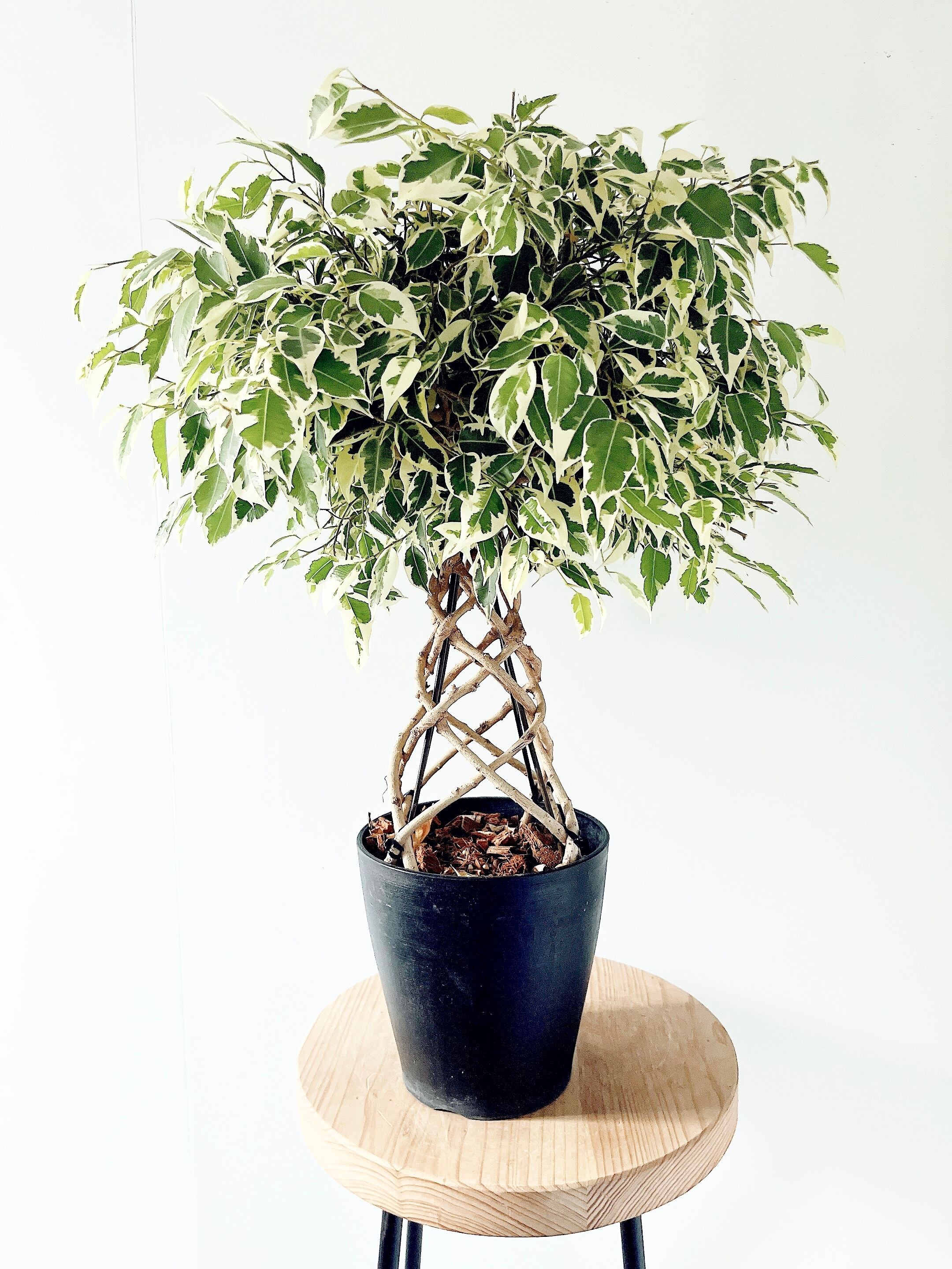 フィカス・スウィートハート | 「観葉植物生産者」のブログ 【再入荷