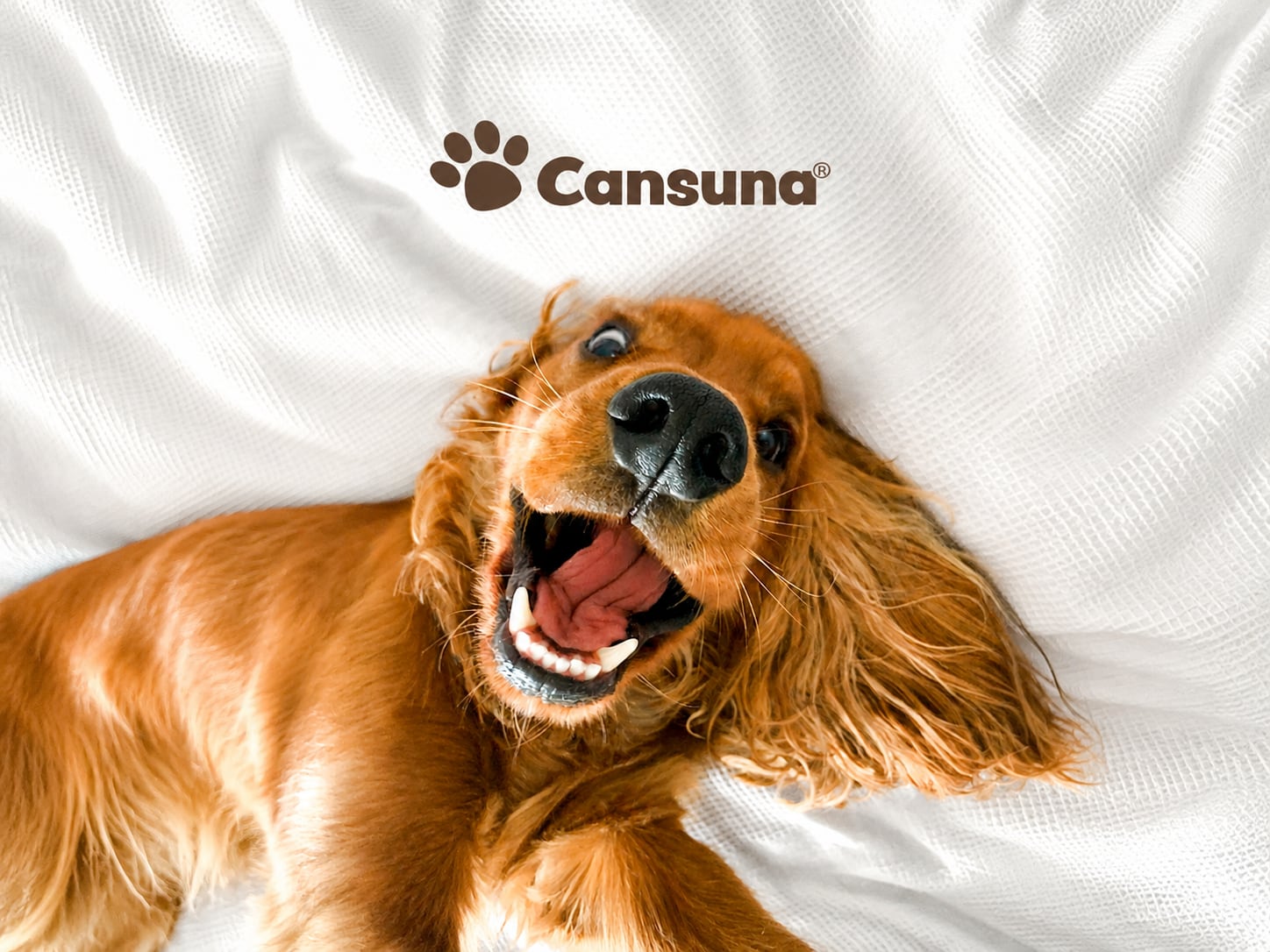 Cansuna®（カンスーナ）公式ECサイト｜ペット用CBD・犬猫用CBDオイル