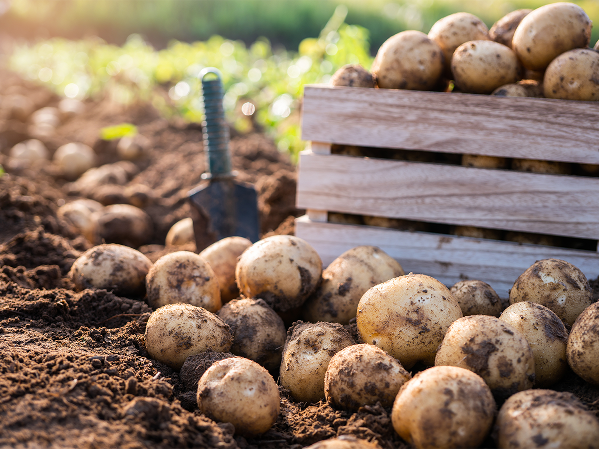野菜づくりの想い