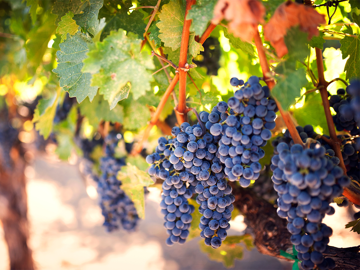 ブドウ詰め合わせ