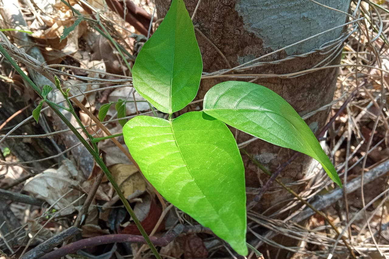 キャッ茶の茶葉は<br>ペルー産キャッツクローリーフだけ