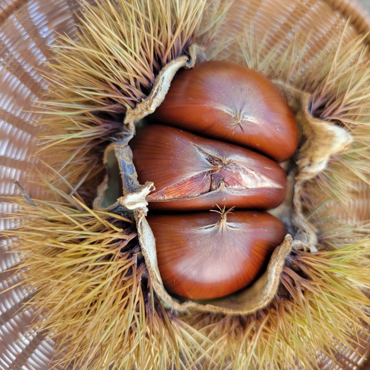 | 季節限定 | <br>能登にある東井栗園さんの栗を使ったシフォン！