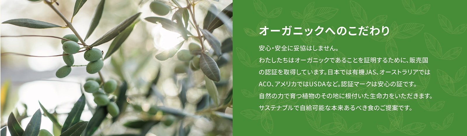 オリーブの木