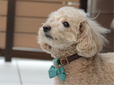 Dog Series
