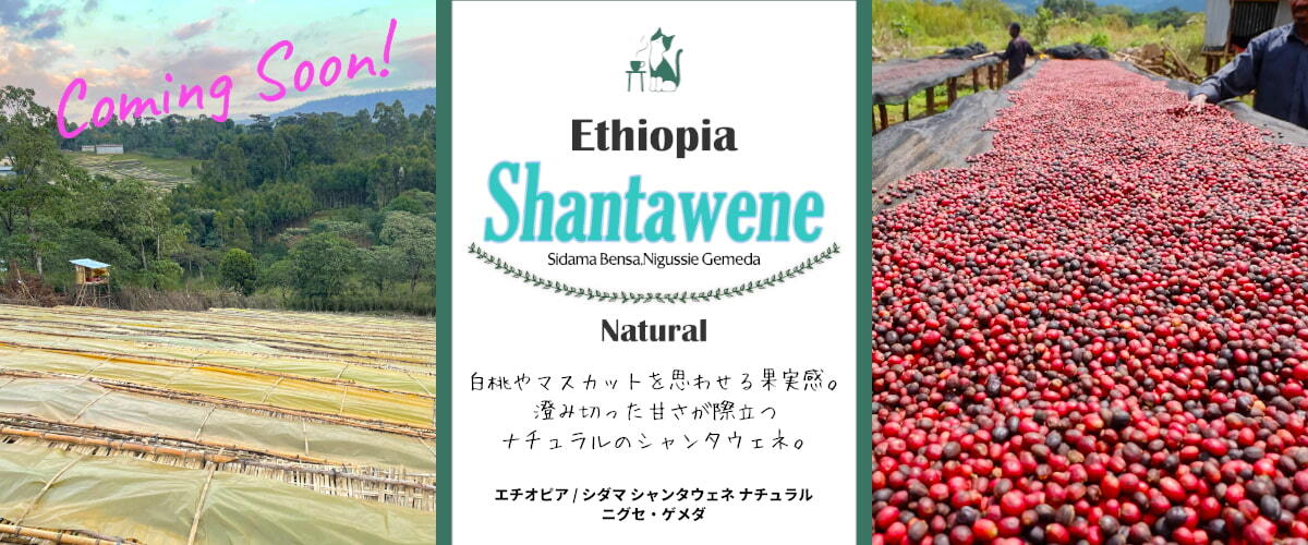 コーヒー豆やハチワレ堂