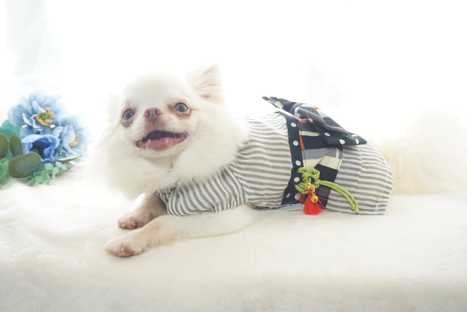 犬服キミト（kimito）