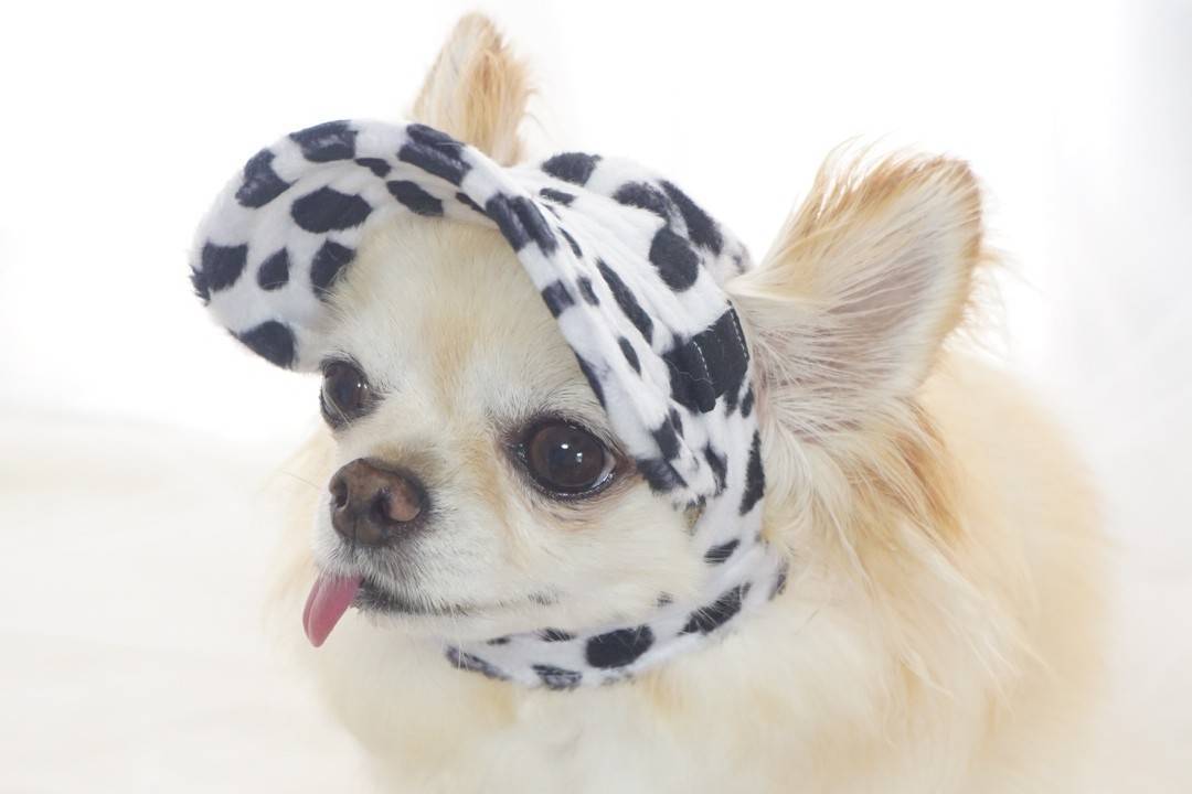 犬服キミト（kimito）