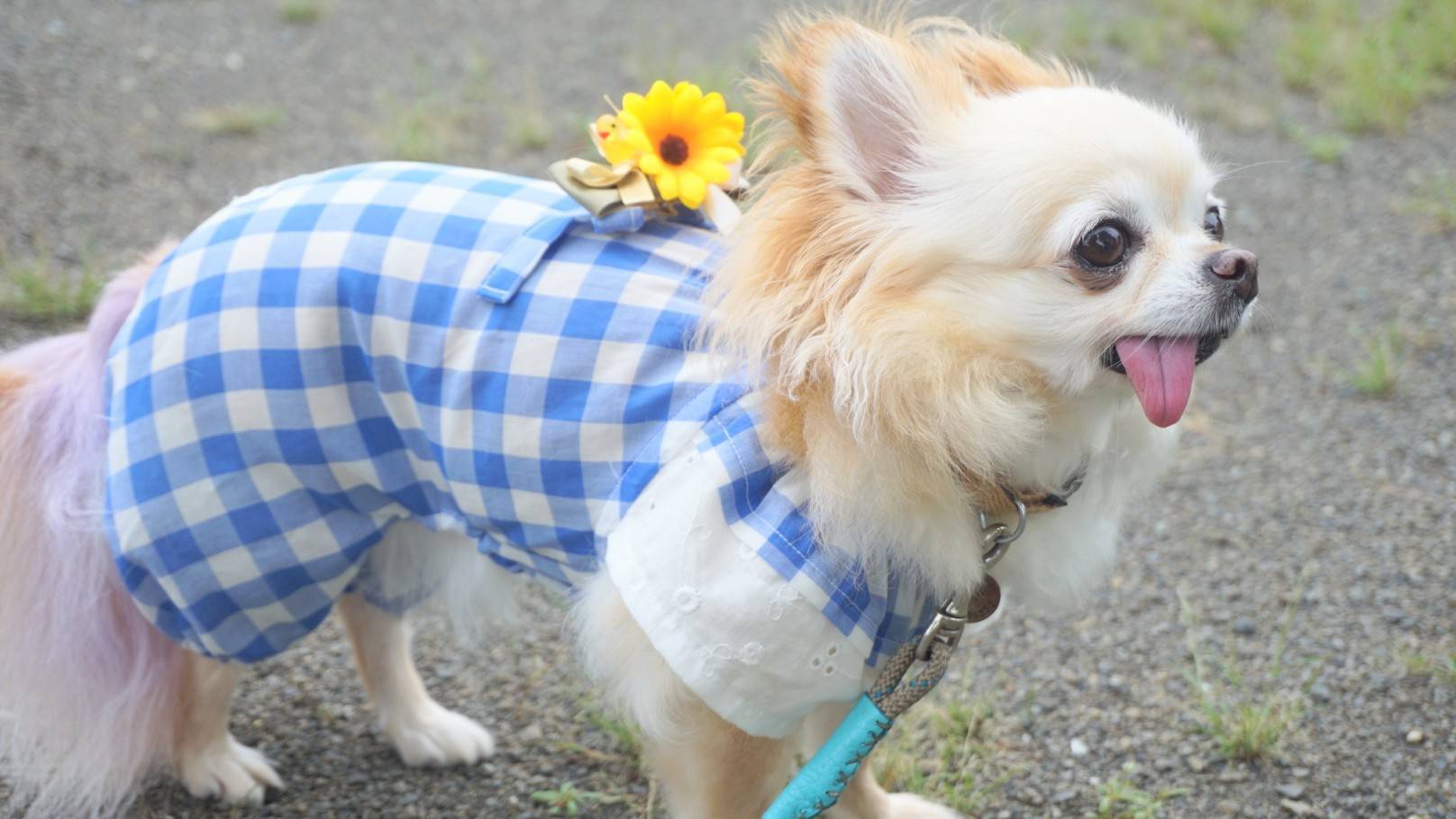 犬服キミト（kimito）