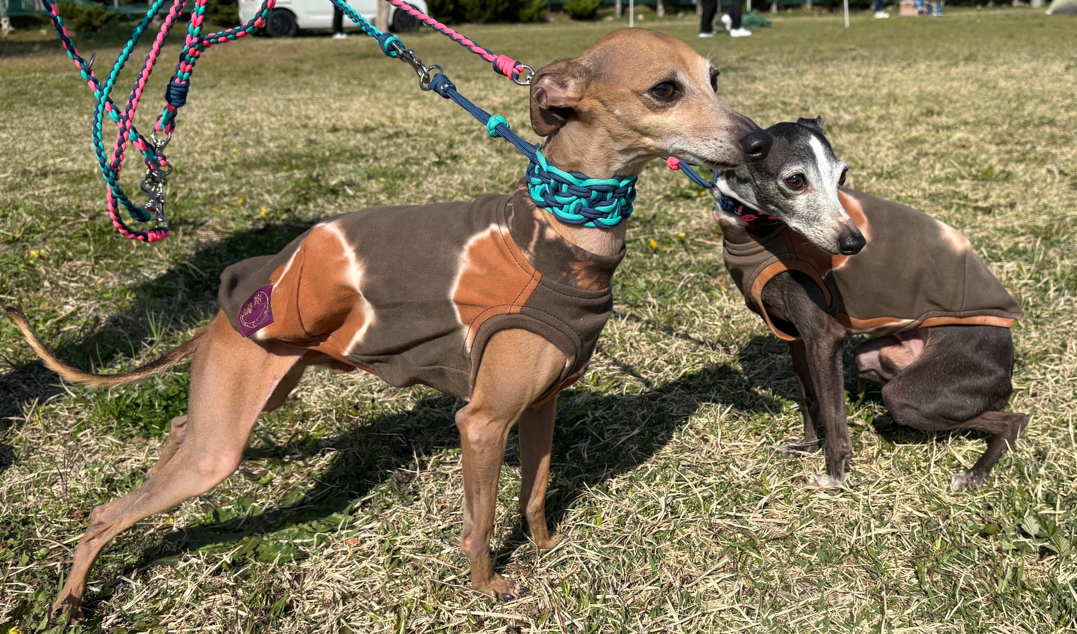 【オーダーページ】犬服　グレータータン　ベルトタンクトップ オーダーページ】犬服 グレータータン ベルトタンクトップ