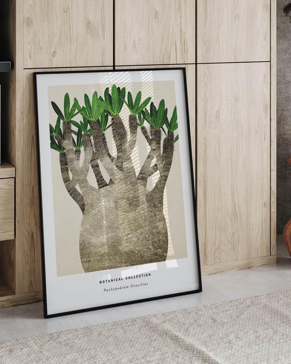 Pachypodium No.2
