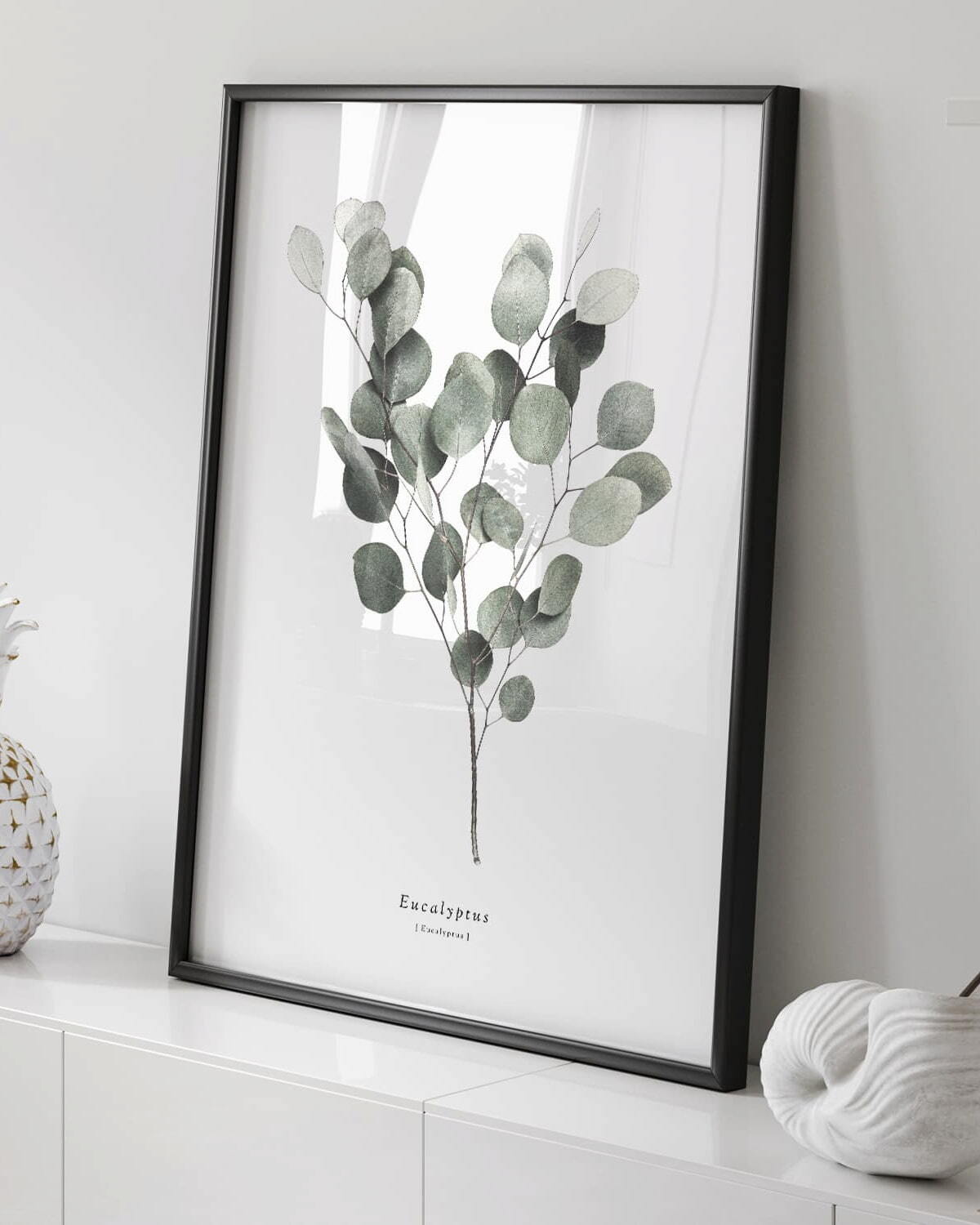 S.eucalyptus