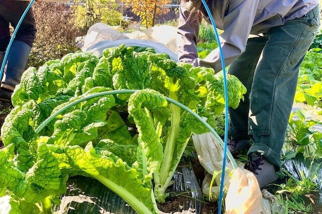 Ethical farming  第5期