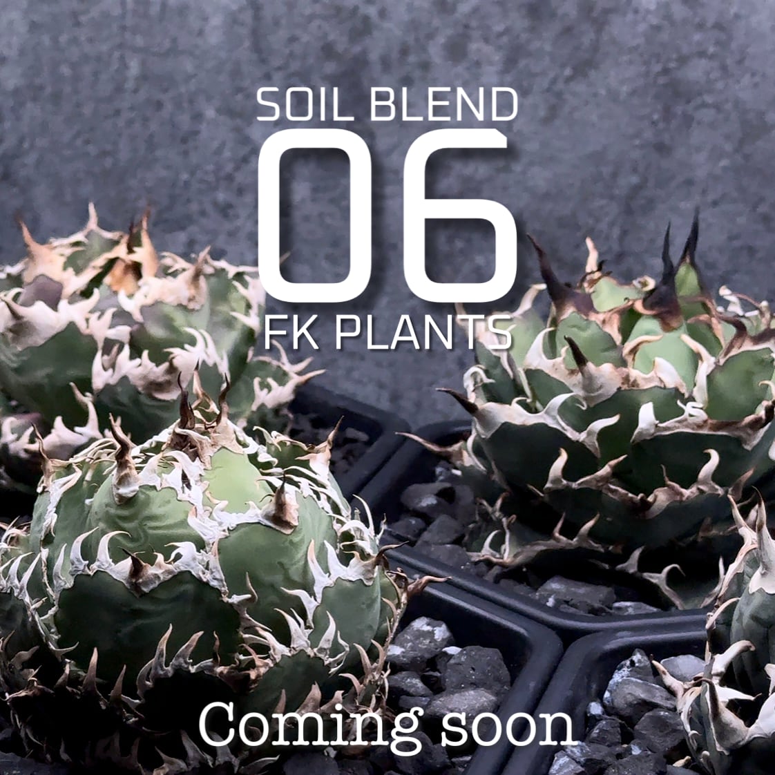 FK PLANTS 鰐亀　発根活着済み FK PLANTS