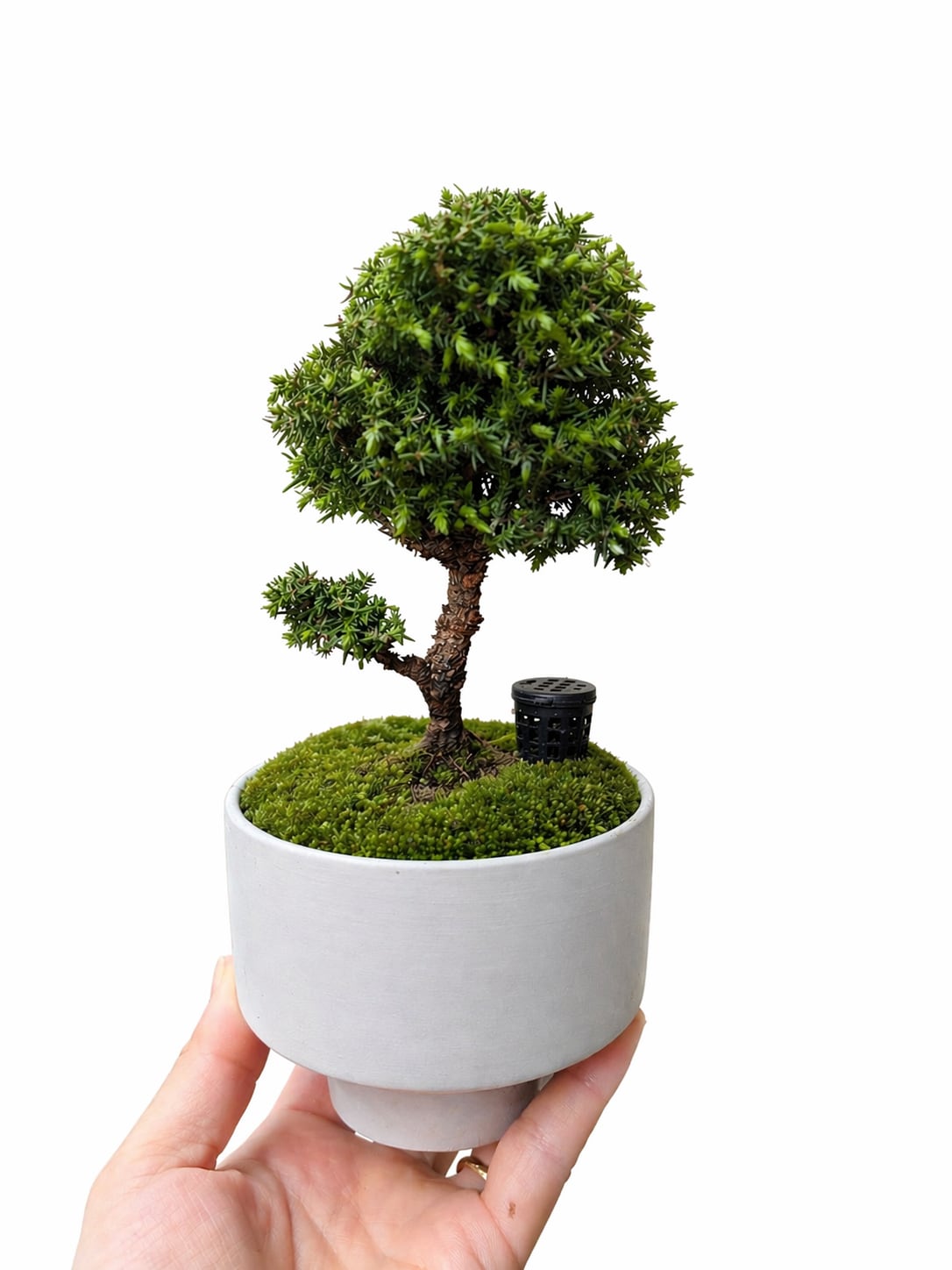 369 BONSAI™︎