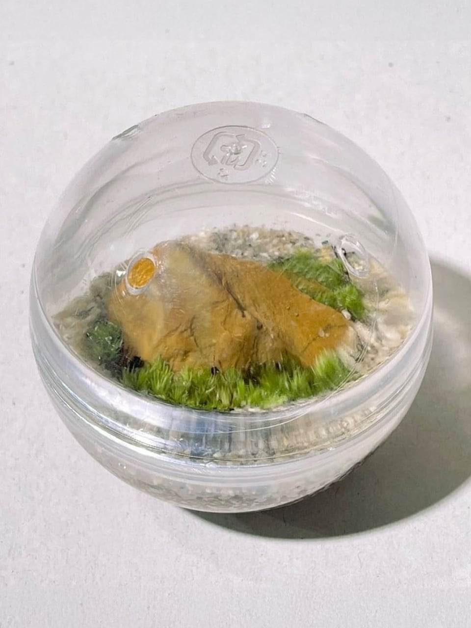 カプセルテラリウムのご紹介 | 苔テラリウム専門店Feel The Garden
