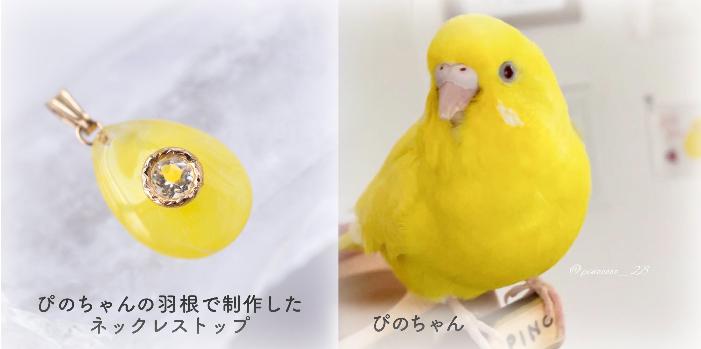 ふわり羽根工房 【本店】|| インコ・文鳥など愛鳥さんの羽根で世界で一