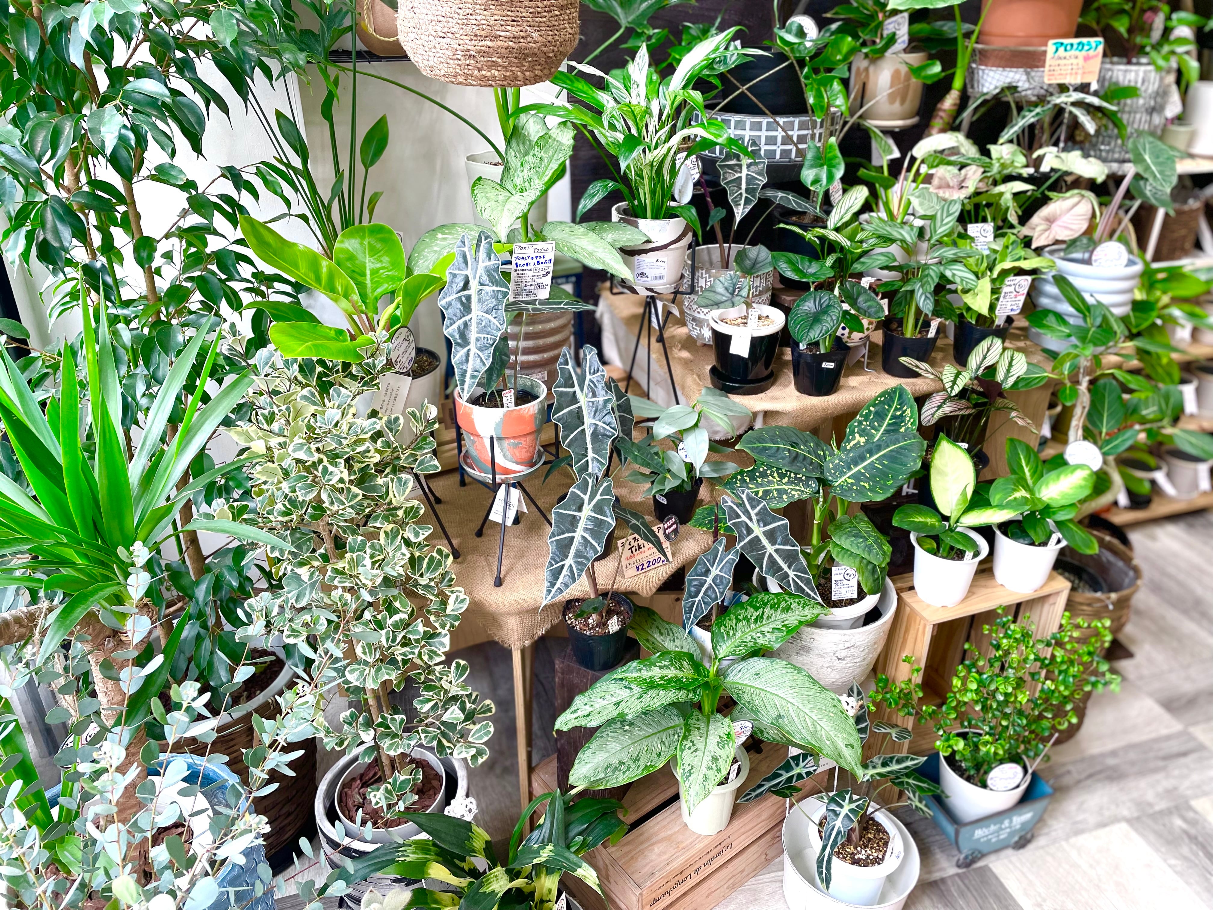 フィロデンドロン | Gardenえん 【観葉熱帯植物・多肉植物】 フィロデンドロン | Gardenえん 【観葉熱帯植物・多肉植物】