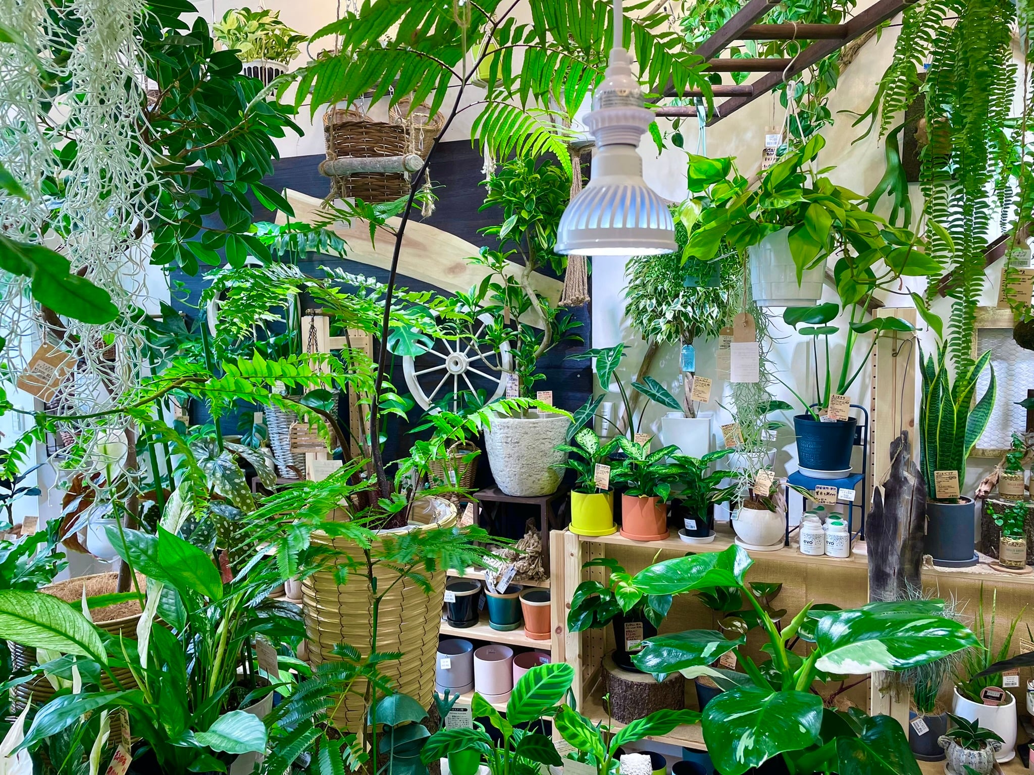 フィロデンドロン | Gardenえん 【観葉熱帯植物・多肉植物】 フィロデンドロン | Gardenえん 【観葉熱帯植物・多肉植物】