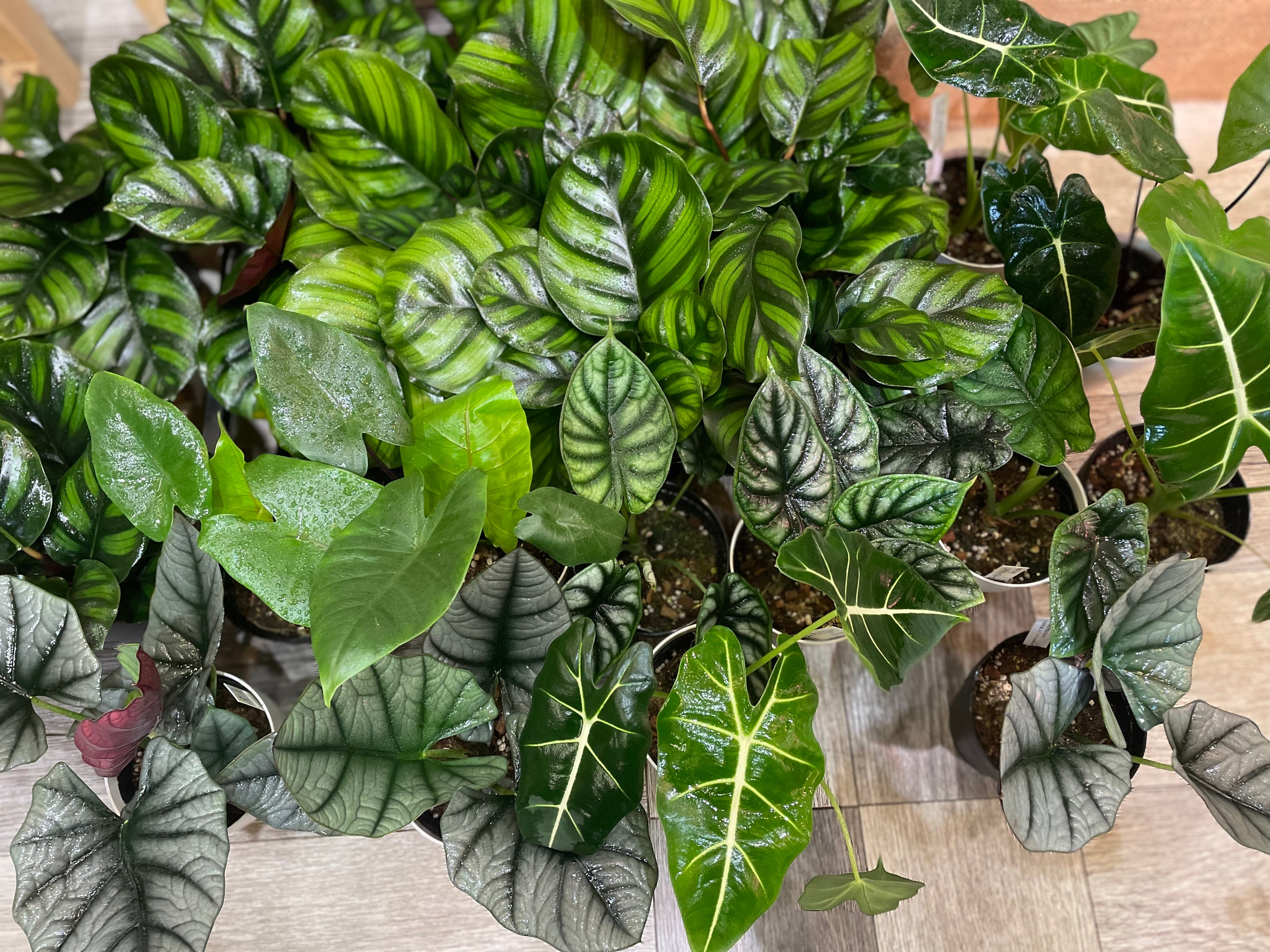 フィロデンドロン | Gardenえん 【観葉熱帯植物・多肉植物】 フィロデンドロン | Gardenえん 【観葉熱帯植物・多肉植物】