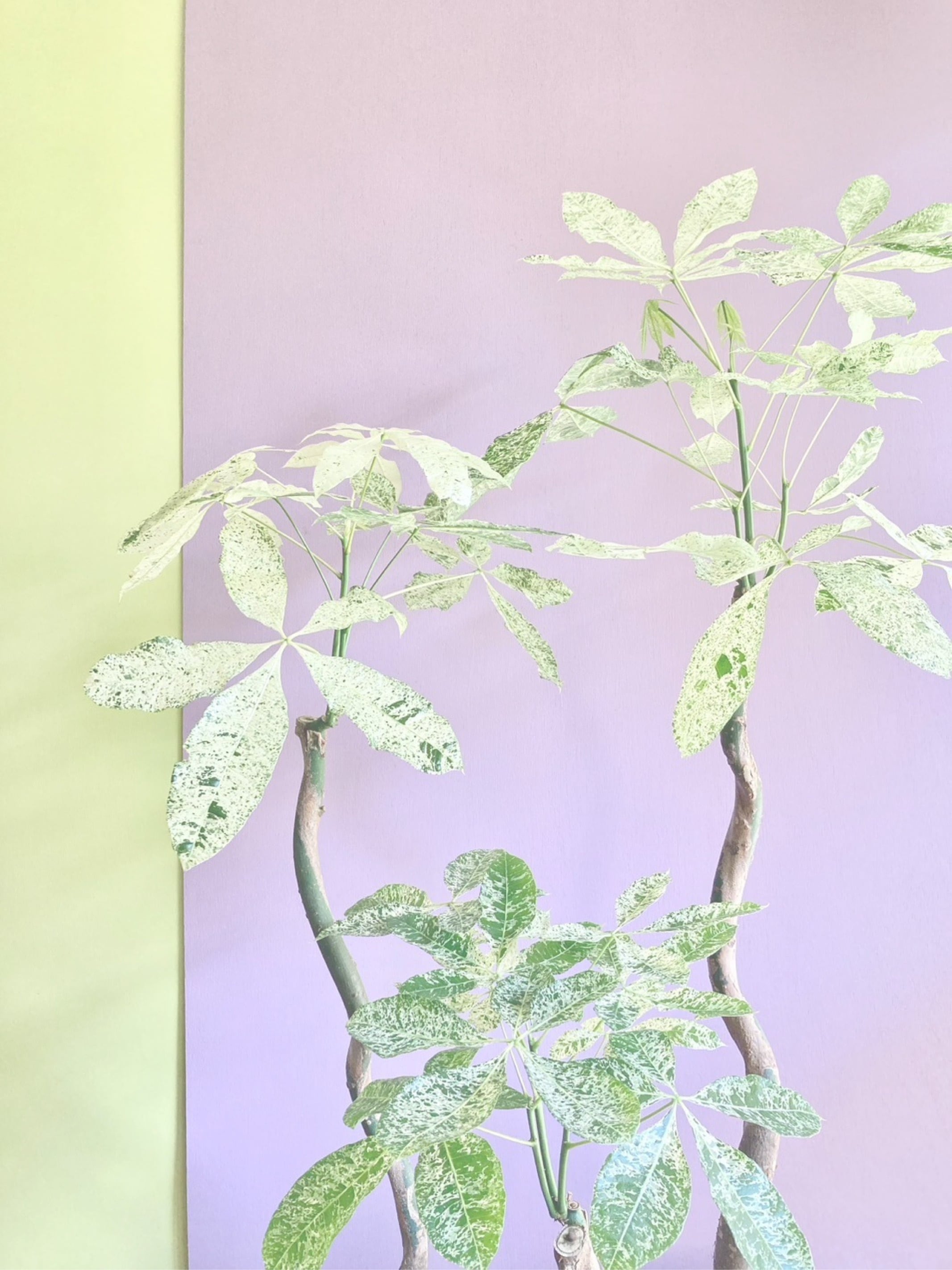 <BR>
<B>OUR GREEN PHILOSOPHY</B>