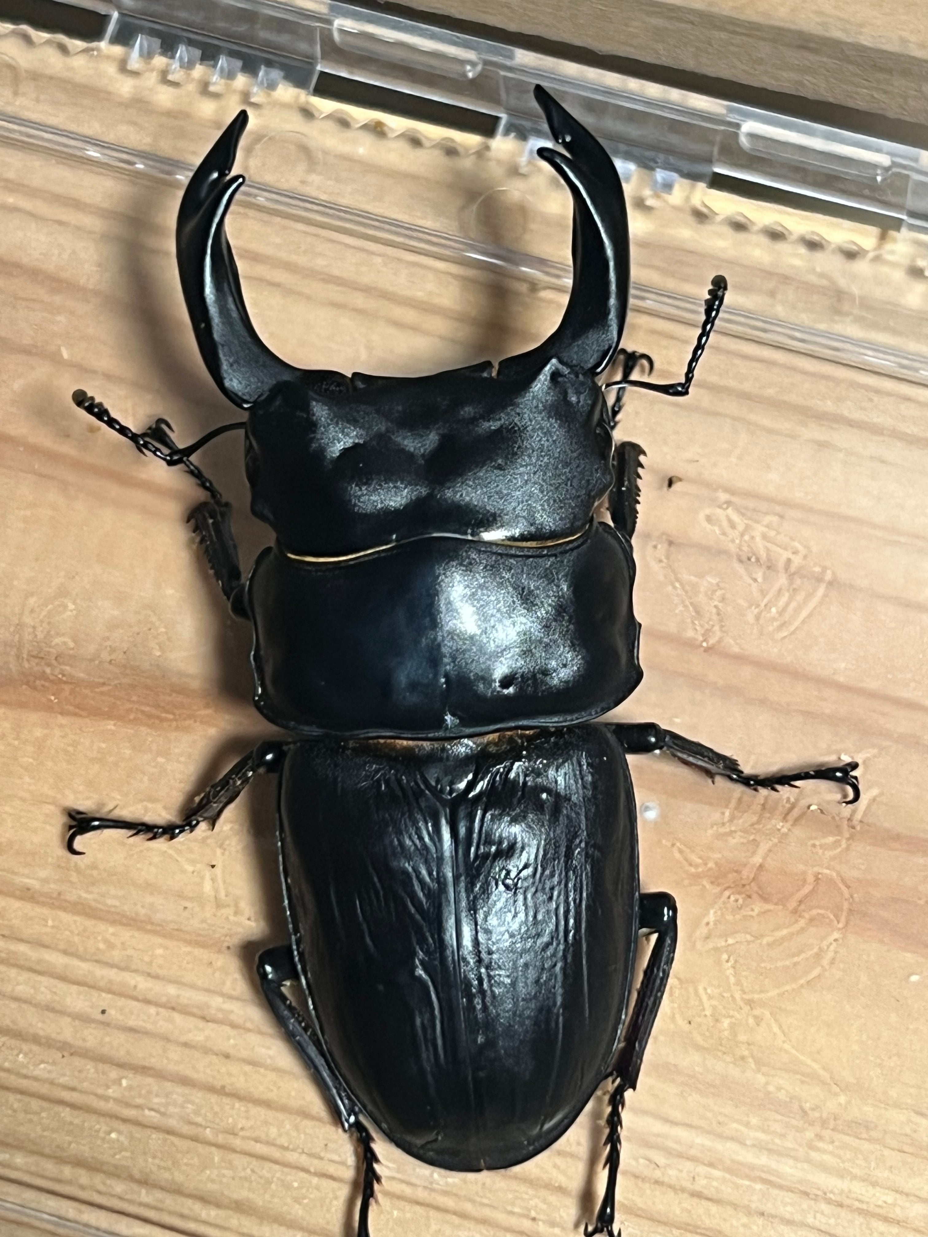 オオクワガタgoshin