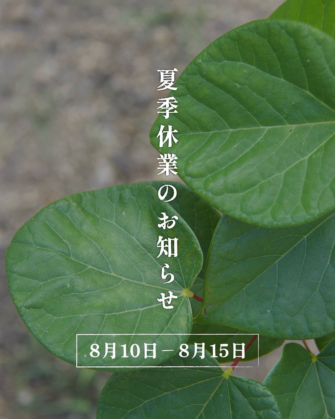 きものはちす