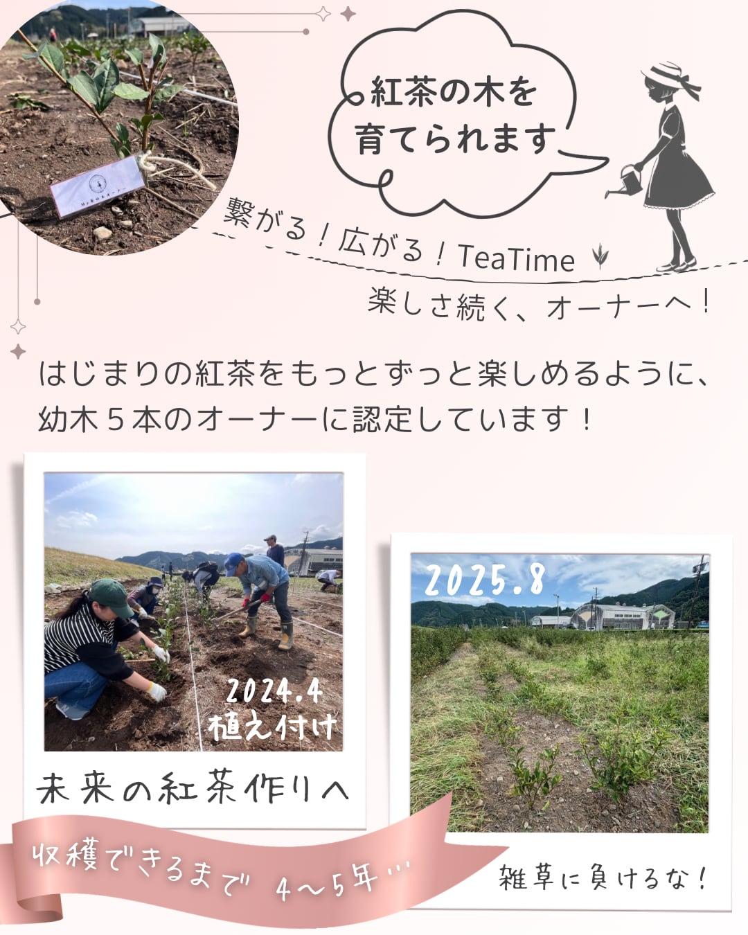 <br>
<br>
《マイ茶の木》を<br>
育てる楽しみも味わえます
<br>
<br>