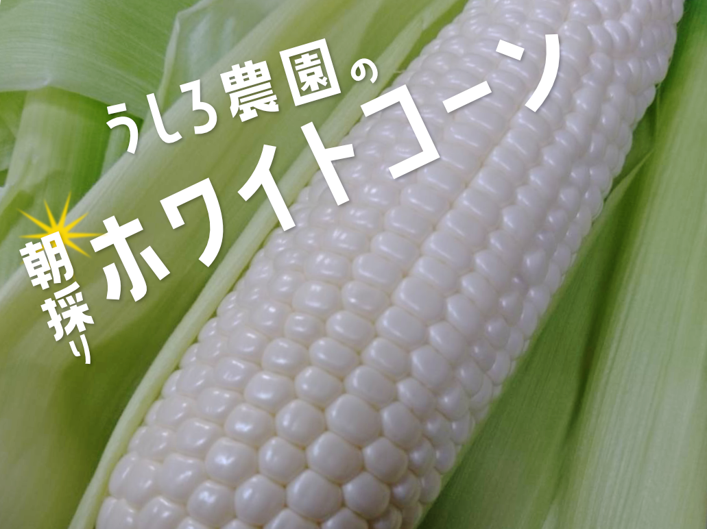 14本