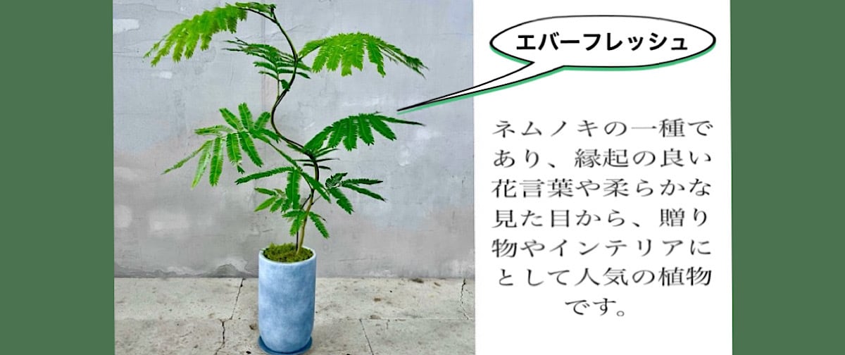 ⑧ アカシアブルーブッシュ 7号 最高等級 ② アカシアブルーブッシュ