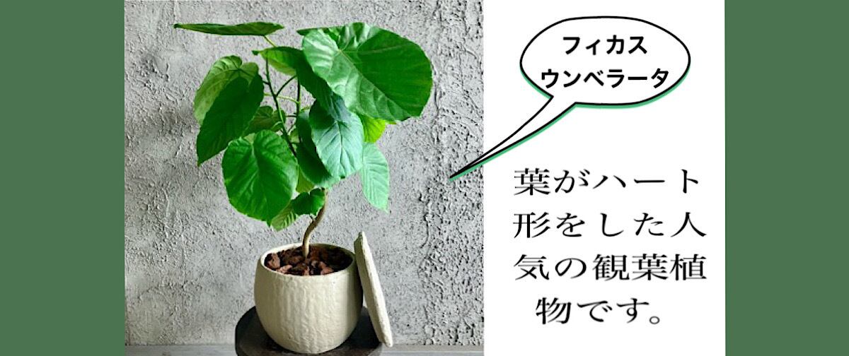 くるりん③　フィカス　ウンベラータ　曲がり仕立て　8号　特大苗木最高等級 ⑪ フィカス ウンベラータ 曲がり仕立て 8号 特大苗木最高等級極上品
