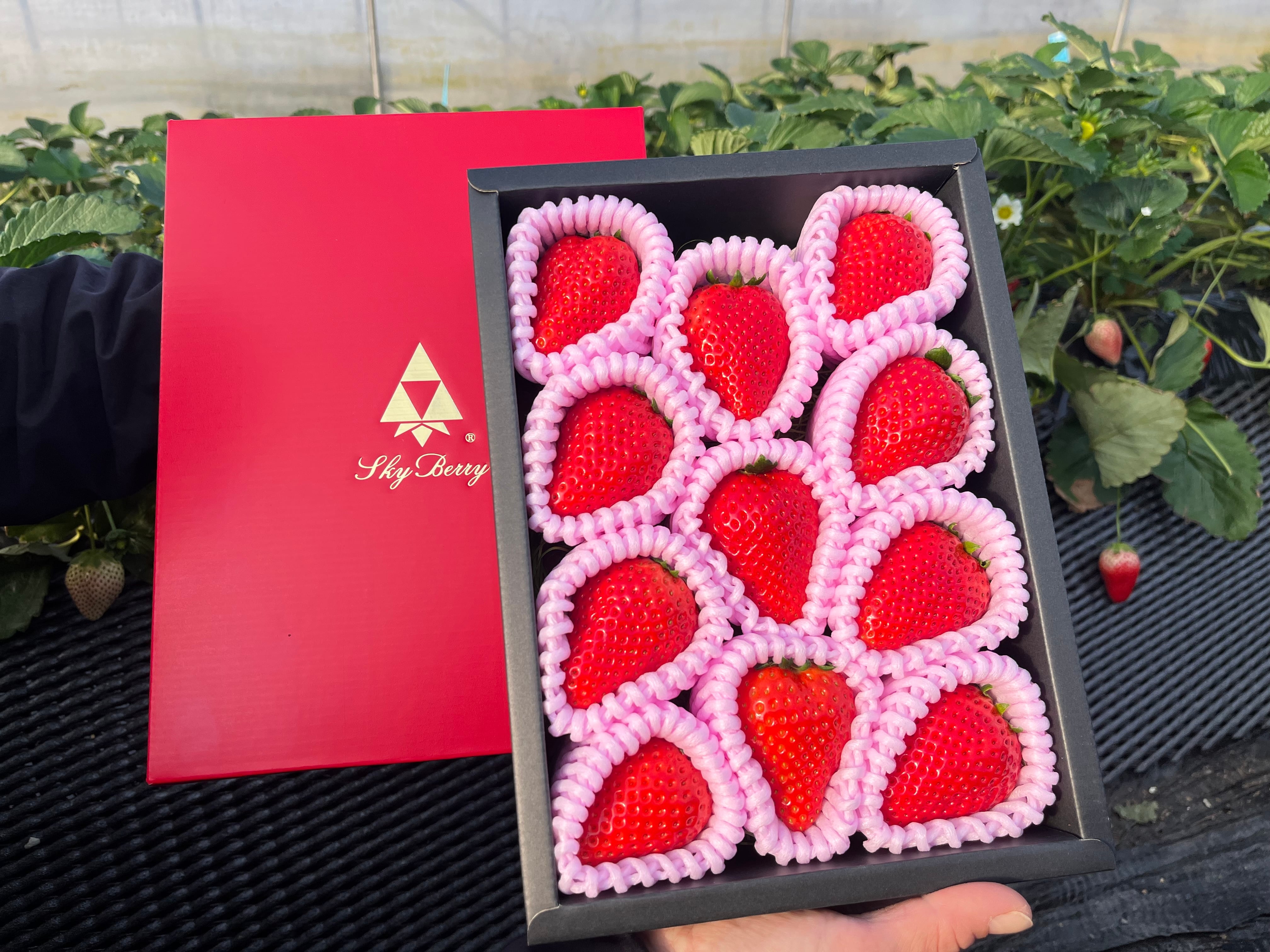 【30箱限定】12/10～12/22お届け　原宿ベリーの大粒いちご（450g）