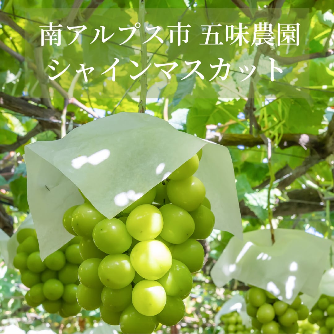 【10月5日お届け分まで】甘さはじける！五味農園の大粒・極上シャインマスカット